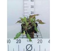 6 x Persicaria ampl. 'Dark Red' - Renouée à bougies - pot 9 x 9 cm
