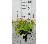6 x Persicaria ampl. 'Golden Arrow' - Renouée à bougies - pot 9 x 9 cm