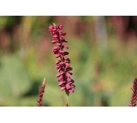 6 x Persicaria ampl. 'J.s. Caliente'® - Renouée à bougies - pot 9 x 9 cm