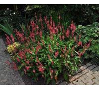 6 x Persicaria ampl. 'Red Baron' - Renouée à bougies - pot 9 x 9 cm