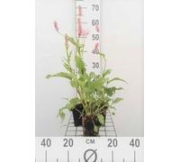 6 x Persicaria bist. 'Superba' ('latifolium') - Renouée à bougies - Pot 9 x 9 cm