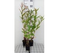 6 x Persicaria polymorpha - Renouée à bougies - pot 9 x 9 cm