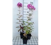 6 x Phlox amplifolia 'Winnetou' - Flame flower - Pot de 9 x 9 cm