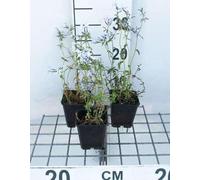 6 x Phlox divar. 'Clouds of Perfume' - Fleur de flamme - Pot 9 x 9 cm