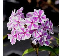 6 x Phlox maculé 'Natascha' - Phlox Maculata 'Natascha' - Godet 9x9 cm, Fleurs Roses et Blanches, Parfum Agréable