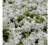 6 x Phlox mousse 'Calvides White' - Phlox Subulata 'Calvides White' - Godet 9x9 cm, Tapis Blanc Immaculé, Floraison Printanière