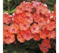 6 x phlox paniculé - phlox paniculata 'orange perfection' - godet 9x9 cm