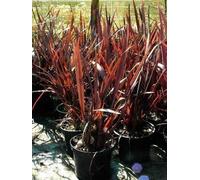 6 x Phormium tenax 'Purpureum' - Lin de Nouvelle-Zélande - Pot de 9 x 9 cm