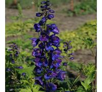 6 x pied d'alouette belladone - delphinium 'black knight' - godet 9x9 cm