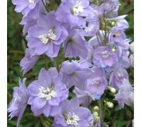 6 x pied d'alouette belladone - delphinium 'camelliard' - godet 9x9 cm