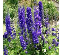 6 x pied d'alouette belladone - delphinium 'king arthur' - godet 9x9 cm