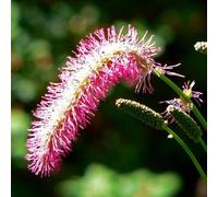 6 x Pimprenelle du Japon - Sanguisorba obtusa | Pot 9cm x 9cm