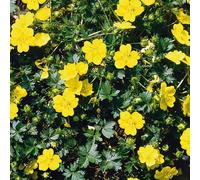 6 x potentille vivace jaune - potentilla aurea - godet 9x9 cm