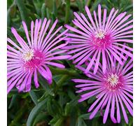 6 x Pourpier de Cooper - Delosperma Cooperi - Godet 9x9cm - Couvre-sol, floraison abondante, colorée