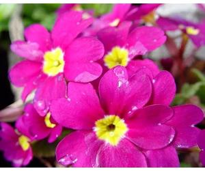 6 x Primevère tapissante du Caucase 'Wanda' - Primula 'Wanda' - Godet 9x9cm - Violet, plein soleil à mi-ombre, sol frais et bien drainé