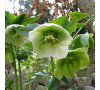 6 x Rose de Noël Hybride - Helleborus orientalis | Pot de 9cm x 9cm