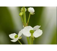 6 x Sagittaria graminea - Arbalète à feuilles d'herbe - pot 9 x 9 cm