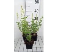 6 x Salvia greggii 'Alba' - Mousse étoilée - pot 9 x 9 cm