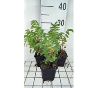 6 x Sanguisorba off. 'Arnhem' - Pimpinelle - pot 9 x 9 cm
