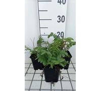 6 x Sanguisorba tenuif. 'Alba' - Pimpinelle - pot 9 x 9 cm