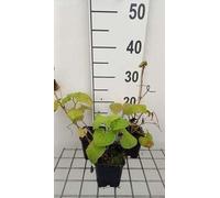 6 x Saruma henryi - Saruma - pot 9 x 9 cm