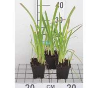 6 x Schizostylis cocc. 'Mrs Hegarty' - Lis d'automne du Cap rose - pot 9 x 9 cm
