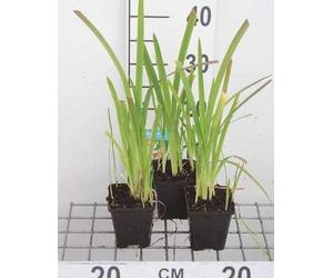 6 x Schizostylis cocc. 'Mrs Hegarty' - Lis d'automne du Cap rose - pot 9 x 9 cm