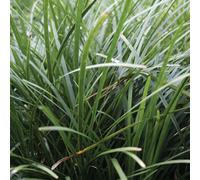 6 x Serpentaire du Japon - Ophiopogon japonicus | Pot 9cm x 9cm
