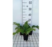 6 x Silphium hybr. 'Maya' - Silphium - Pot 9 x 9 cm