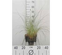 6 x Stipa capillata - Herbe à cheveux - pot 9 x 9 cm