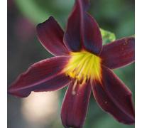 6 x Taglilies - Hemerocallis 'American Revolution' | Pot de 9x9 cm
