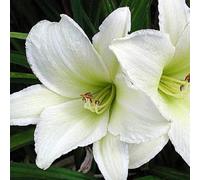 6 x Taglilies - Hemerocallis 'Light The Way' | Pot de 9x9 cm