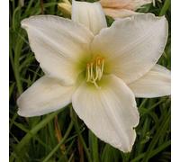 6 x Taglilies - Hemerocallis 'Serena Madonna' | Pot de 9x9 cm