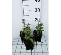 6 x Tricyrtis form 'Dark Form' - Lys crapaud - pot 9 x 9 cm