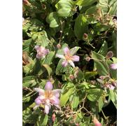 6 x Tricyrtis hirta 'Tojen' - Lys des crapauds - pot 9x9 cm
