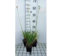 6 x Tulbaghia viol. 'Alba' - Tulbaghia - pot 9 x 9 cm