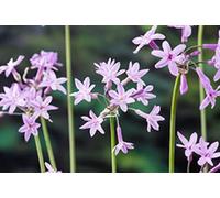 6 x Tulbaghia violacea - ail d'intérieur - pot 9 x 9 cm