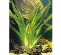 6 x Vallisneria gigantea - Vallisneria géante - Pot 9 x 9 cm