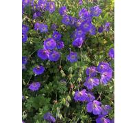 6 xGeranium 'Rozanne' - Bec de cigogne - pot 9 x 9 cm