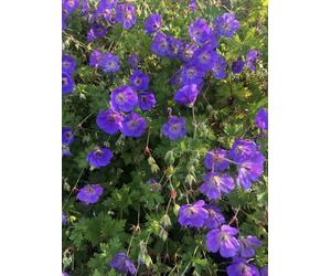 6 xGeranium 'Rozanne' - Bec de cigogne - pot 9 x 9 cm