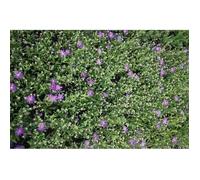 6x Aster - Aster thomsonii | 9x9 cm pot