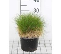 6x Fétuque - Festuca gaut. 'Pic Carlit' | 3 liter pot