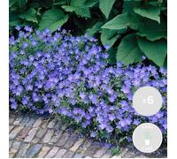 6x Géranium 'Johnson's Blue' - Geranium sanguin - Vivace - Facile d'entretien - D9 cm - H10-15 cm