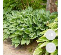 6x Hosta Sieboldiana 'Elegans' - Lys Coeur - Vivace - Rustique - D9 cm - H10-15 cm