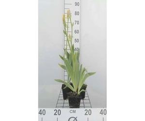 6x Iris barbu - Iris (germ.) 'Ola Kala' | 9x9 cm pot