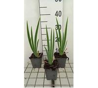 6x Iris barbu - Iris (germ.) 'St. Crispin' | 9x9 cm pot