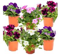 6x Pétunia Surfinia - Pétunia suspendue à grandes fleurs - Annuel - D10.5 cm - H10-15 cm