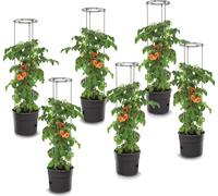 6x Plante de tomate en plastique Set 6 pots de plantation 28 L, cultivateur de tomates, pot de tomates, cache-pot, légumes, tomates Laver