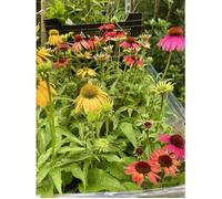 6x Tournesol - Echinacea purp. 'Cheyenne Spirit' | pot 9 x 9 cm