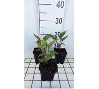 6x Tournesol - Echinacea purp. Delicious Candy' | pot 9 x 9 cm